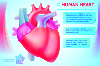 Detail Human Heart Images Free Download Nomer 14