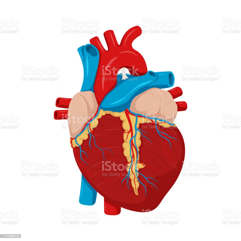 Detail Human Heart Images Free Download Nomer 16