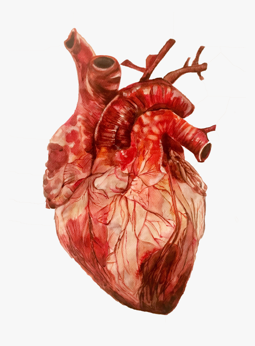 Detail Human Heart Images Free Download Nomer 17