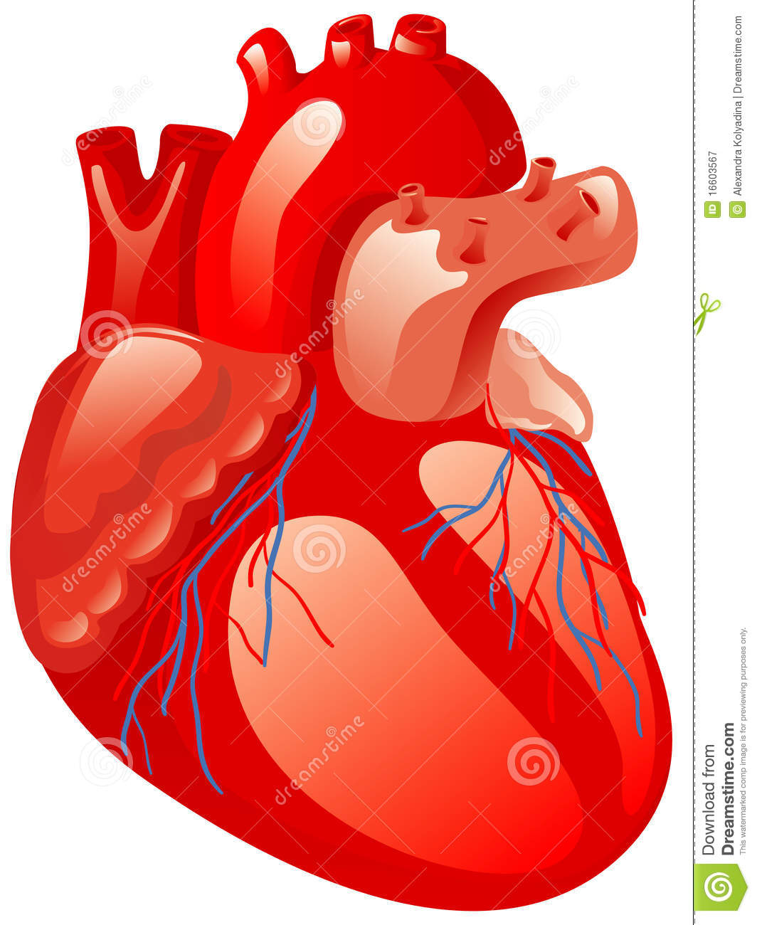Detail Human Heart Images Free Download Nomer 18