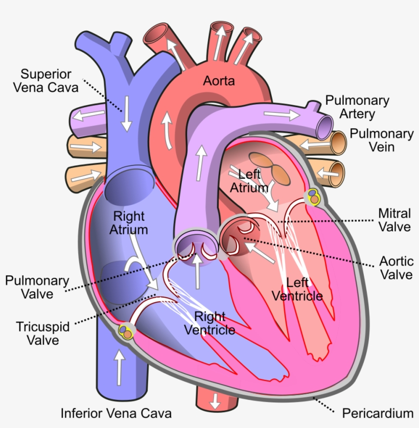 Detail Human Heart Images Free Download Nomer 2