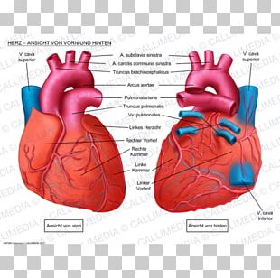 Detail Human Heart Images Free Download Nomer 19