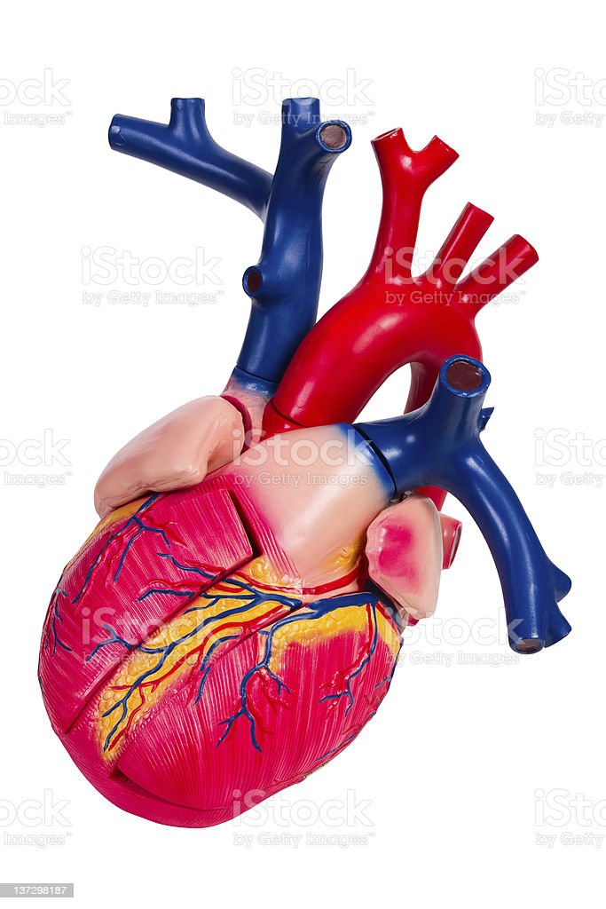 Detail Human Heart Images Free Download Nomer 20