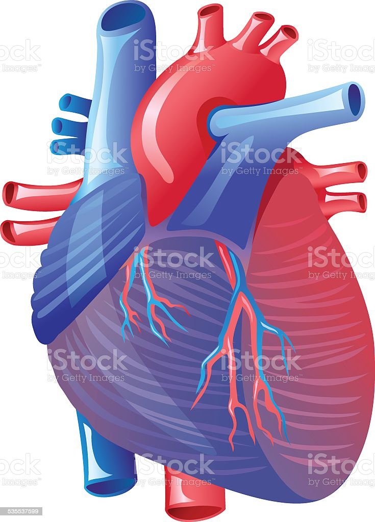 Detail Human Heart Images Free Download Nomer 21