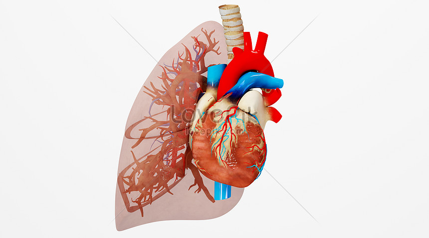 Detail Human Heart Images Free Download Nomer 22