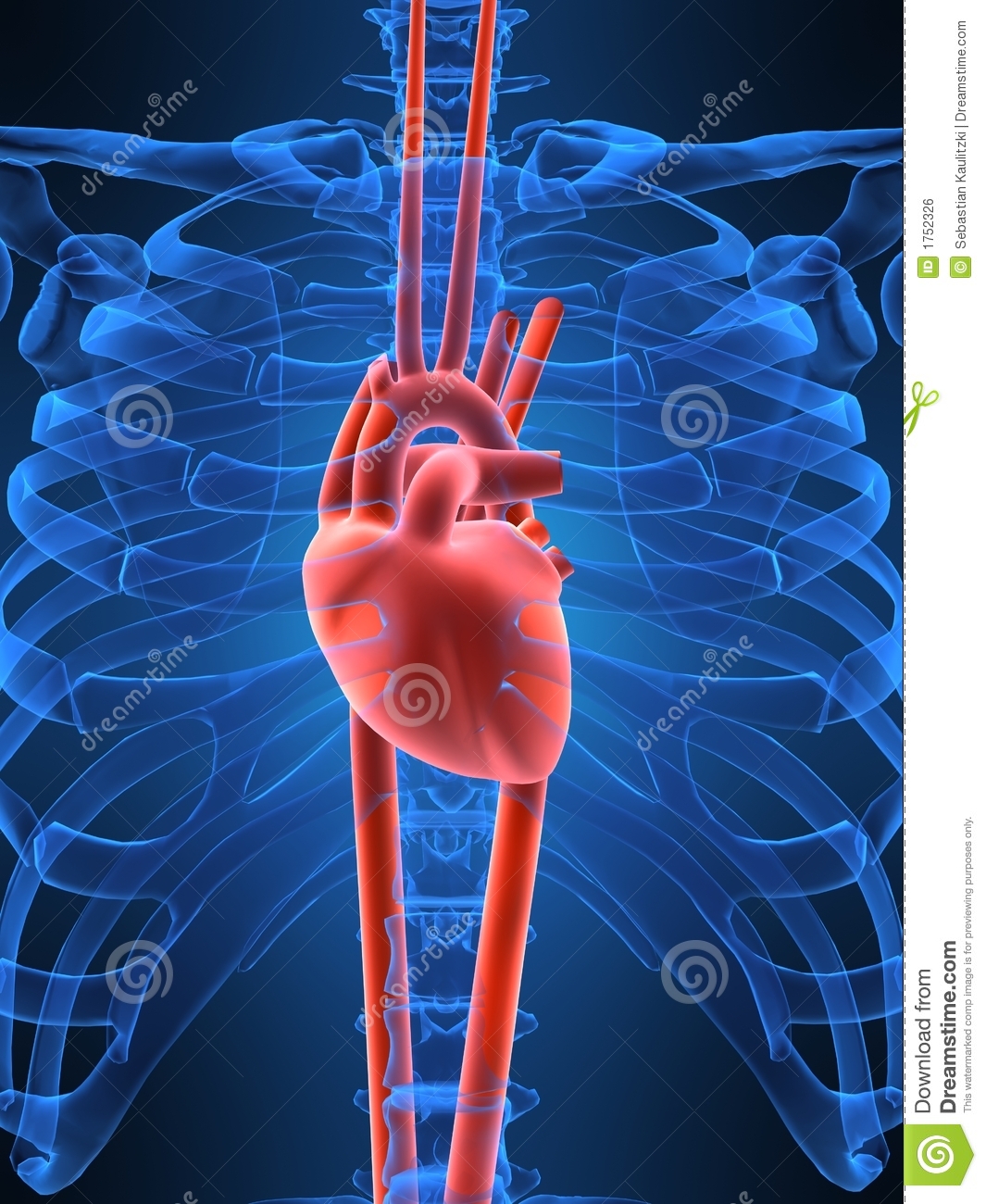 Detail Human Heart Images Free Download Nomer 23