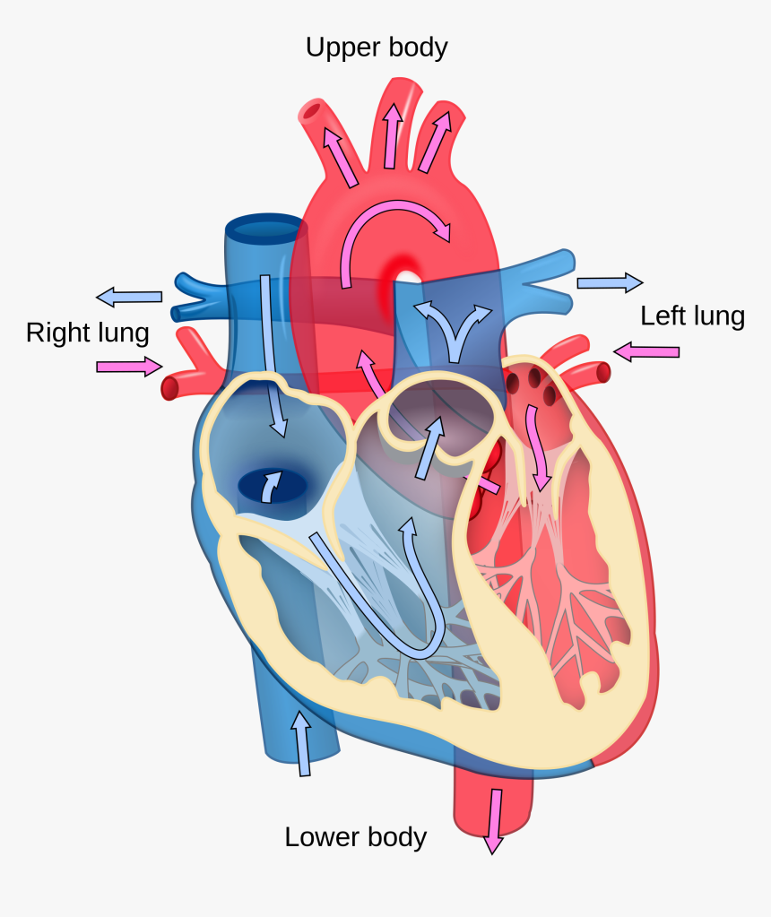 Detail Human Heart Images Free Download Nomer 24