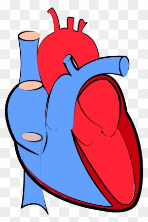 Detail Human Heart Images Free Download Nomer 25