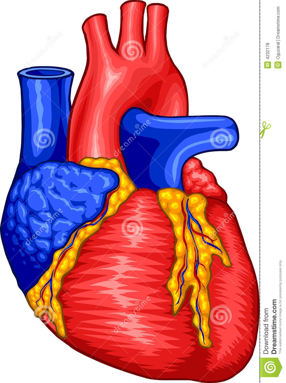 Detail Human Heart Images Free Download Nomer 26