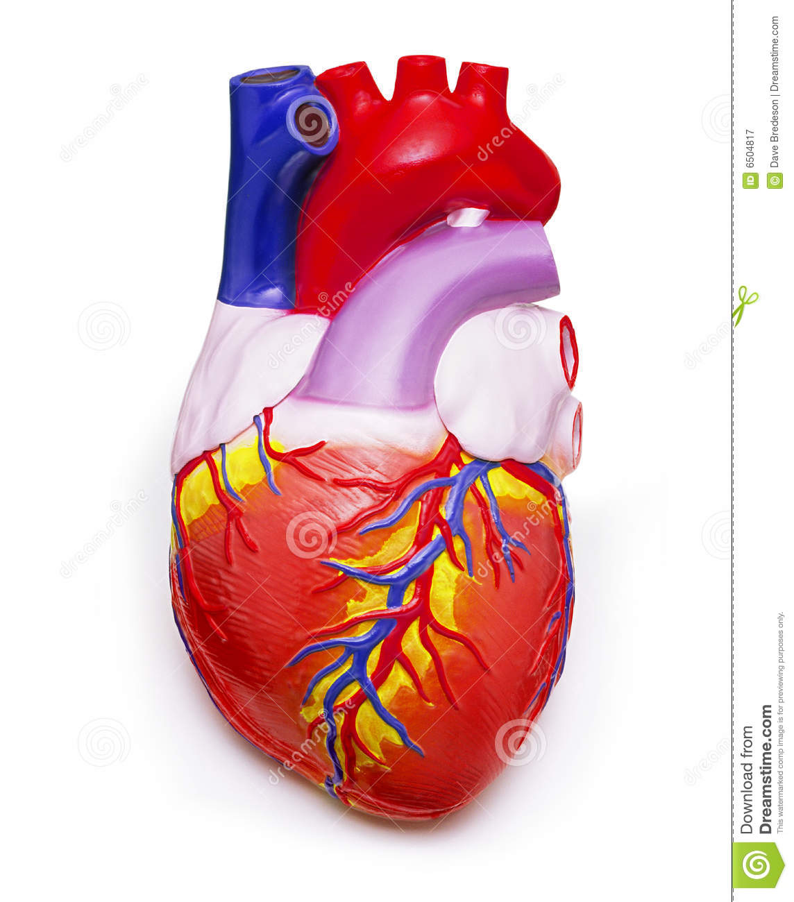 Detail Human Heart Images Free Download Nomer 3