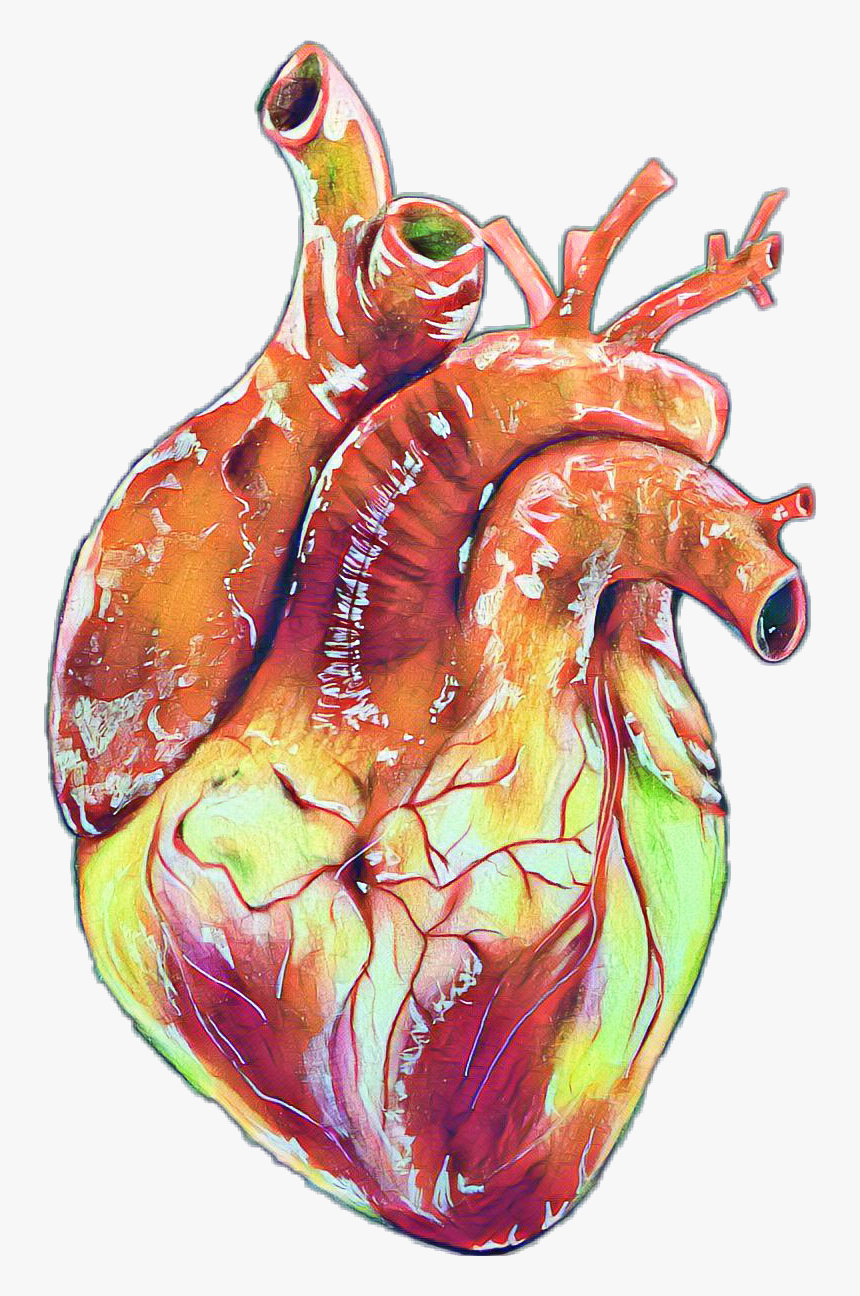 Detail Human Heart Images Free Download Nomer 27