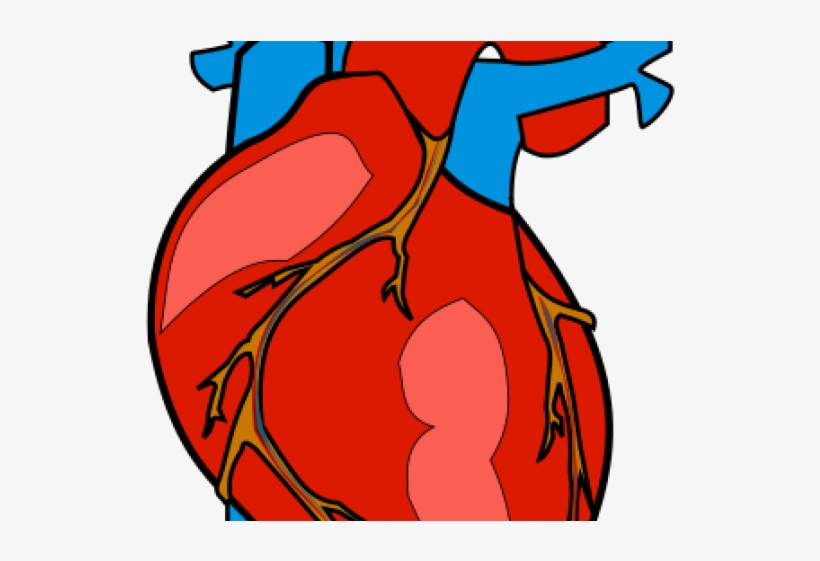 Detail Human Heart Images Free Download Nomer 28