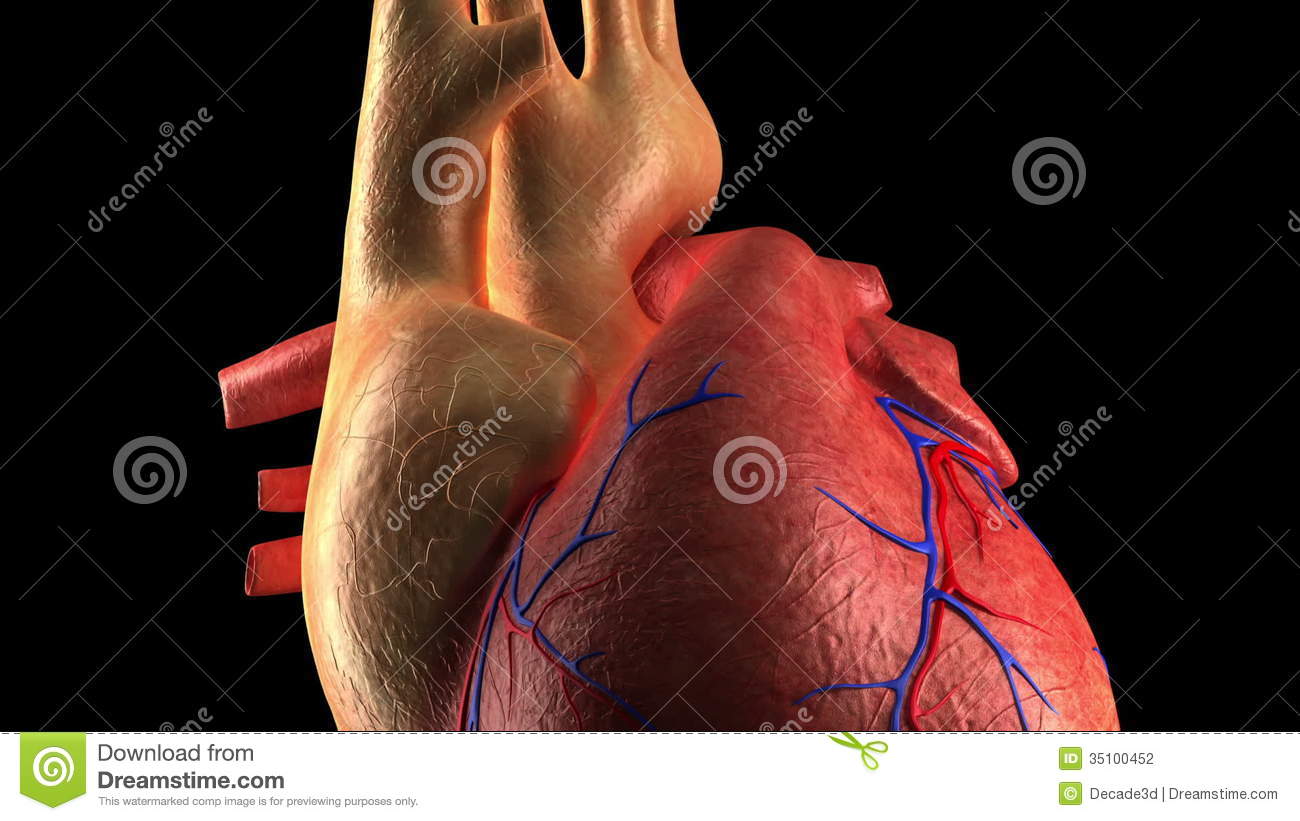Detail Human Heart Images Free Download Nomer 30