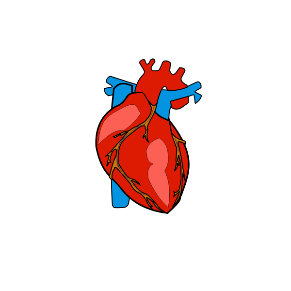 Detail Human Heart Images Free Download Nomer 32