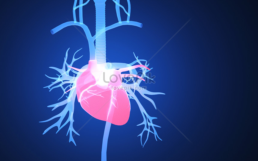 Detail Human Heart Images Free Download Nomer 33