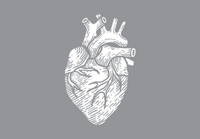 Detail Human Heart Images Free Download Nomer 34