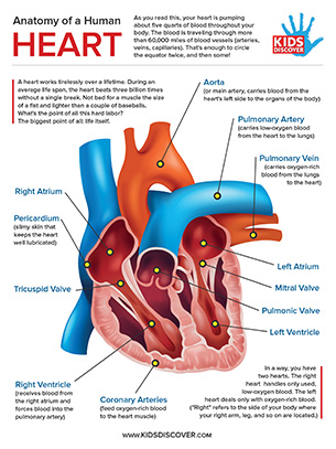 Detail Human Heart Images Free Download Nomer 35