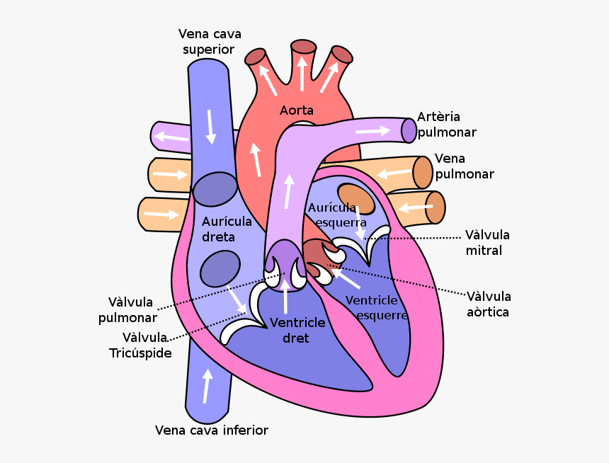 Detail Human Heart Images Free Download Nomer 4