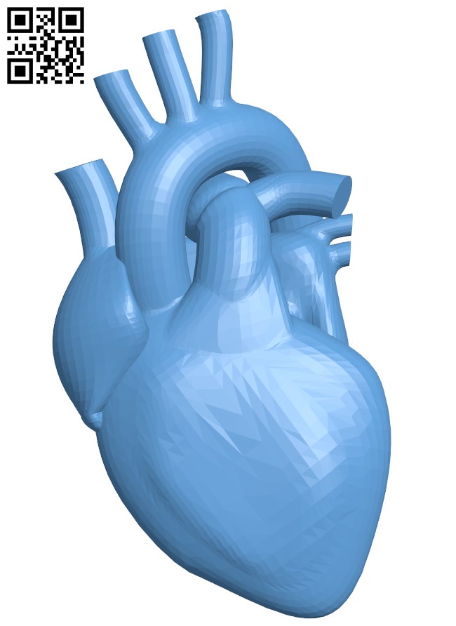 Detail Human Heart Images Free Download Nomer 36