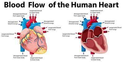Detail Human Heart Images Free Download Nomer 39