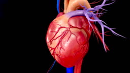 Detail Human Heart Images Free Download Nomer 40