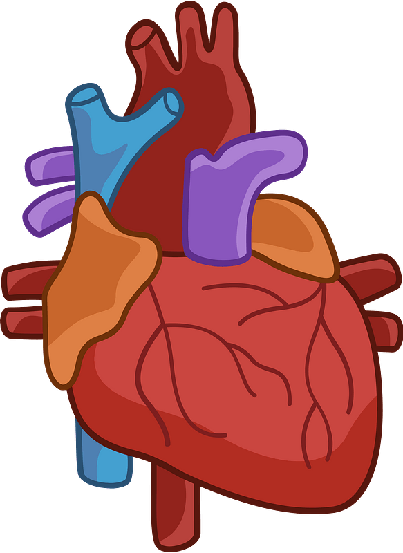 Detail Human Heart Images Free Download Nomer 41