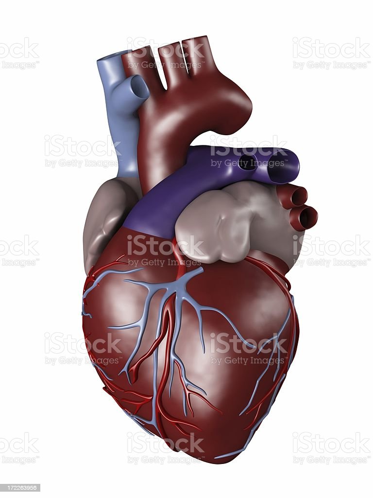 Detail Human Heart Images Free Download Nomer 42