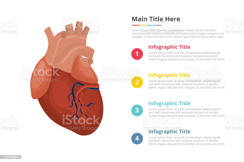 Detail Human Heart Images Free Download Nomer 43