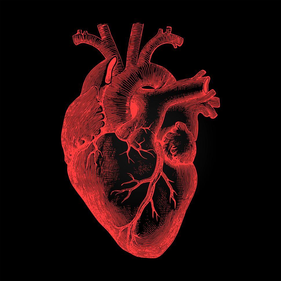 Detail Human Heart Images Free Download Nomer 5