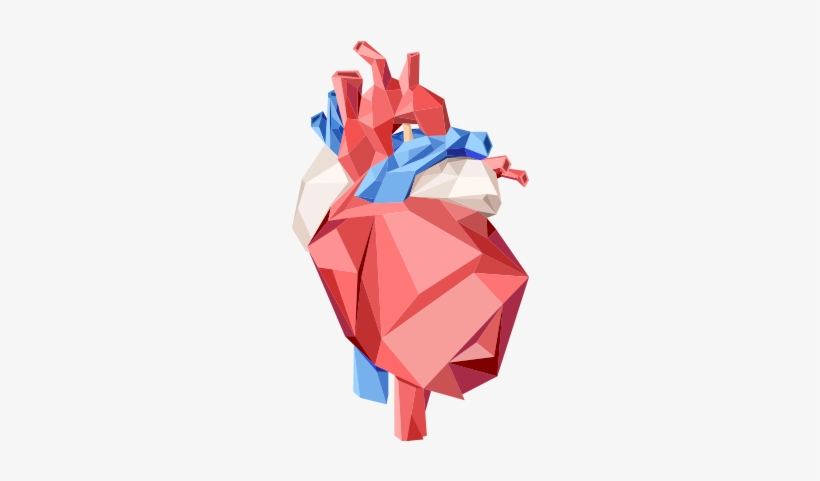 Detail Human Heart Images Free Download Nomer 44