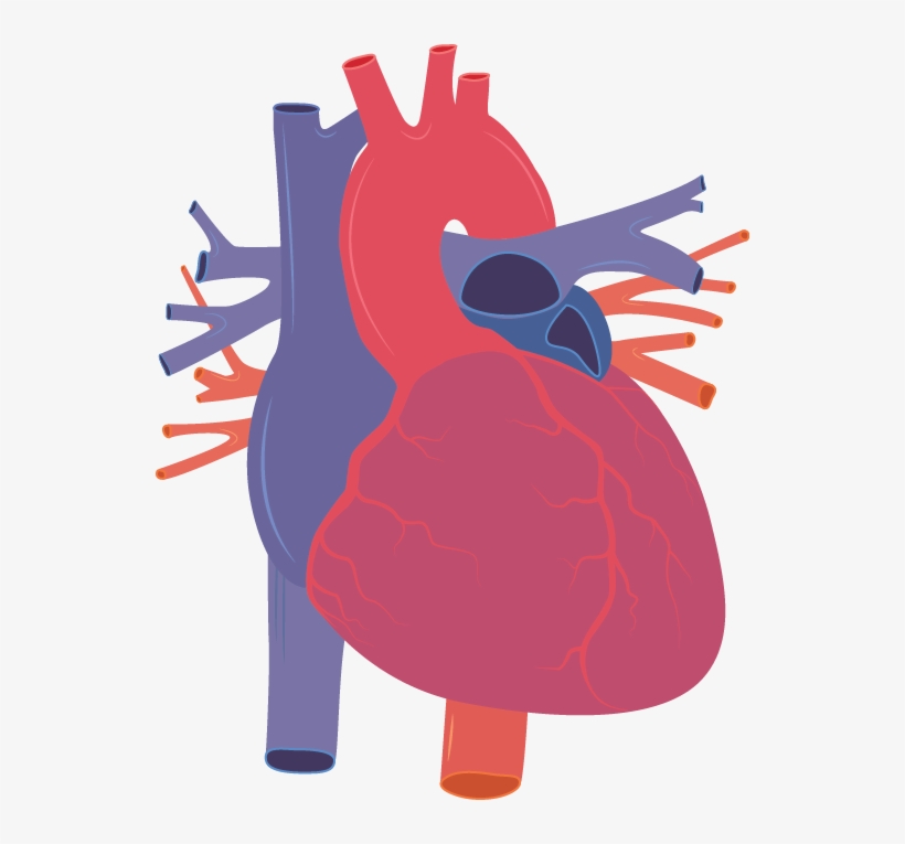 Detail Human Heart Images Free Download Nomer 45