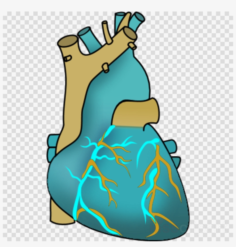 Detail Human Heart Images Free Download Nomer 46