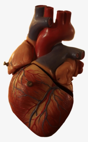 Detail Human Heart Images Free Download Nomer 47