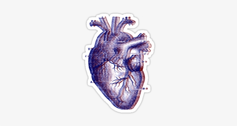 Detail Human Heart Images Free Download Nomer 48