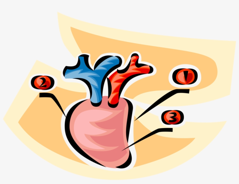 Detail Human Heart Images Free Download Nomer 49