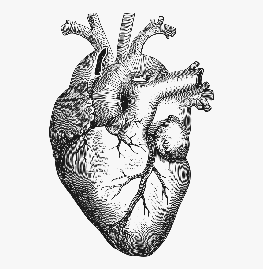 Detail Human Heart Images Free Download Nomer 50