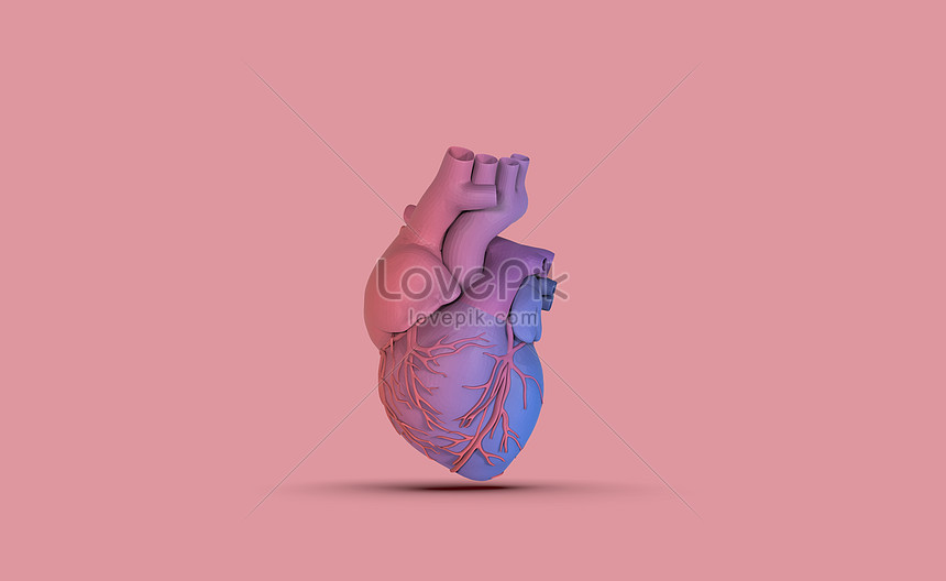 Detail Human Heart Images Free Download Nomer 51
