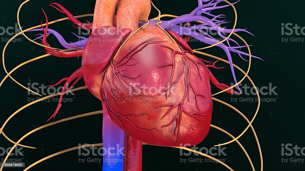 Detail Human Heart Images Free Download Nomer 52