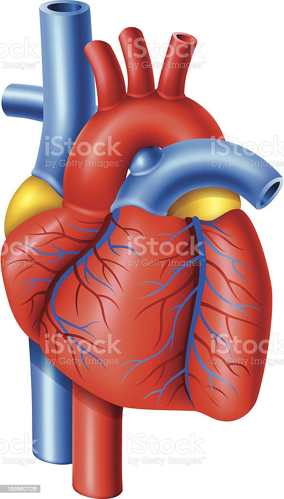 Detail Human Heart Images Free Download Nomer 53
