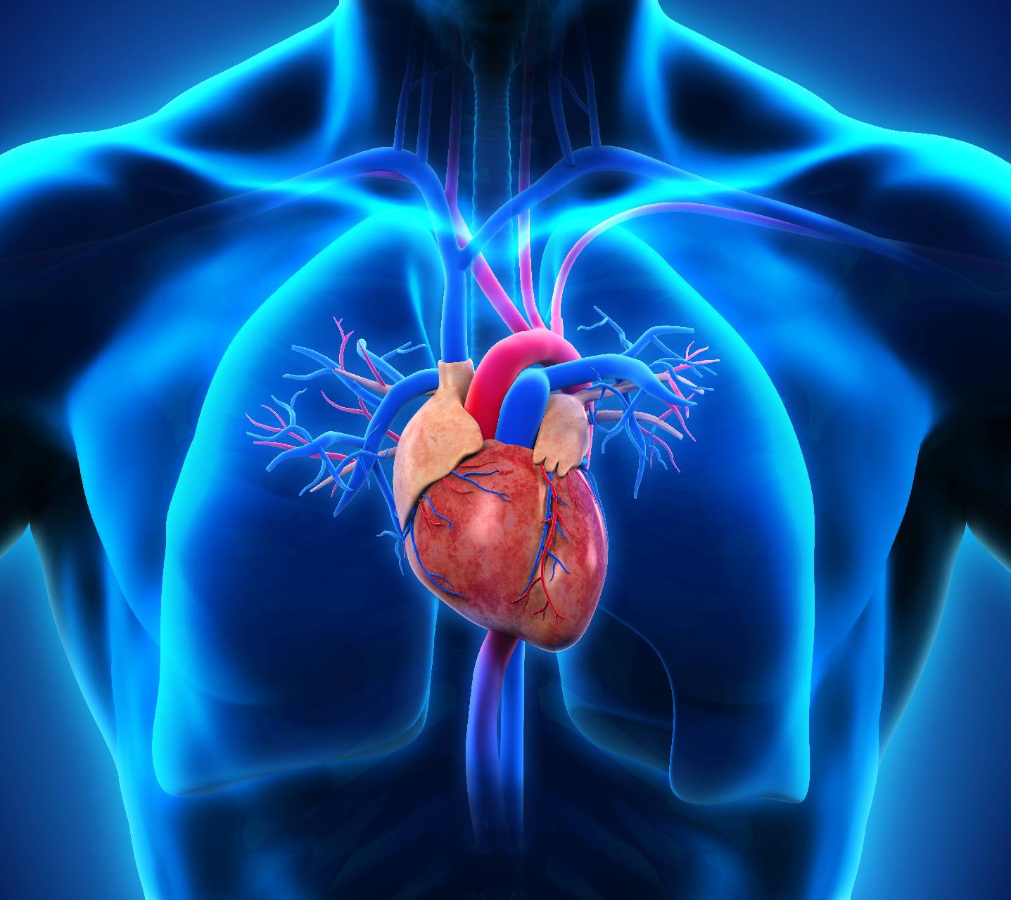 Detail Human Heart Images Free Download Nomer 6