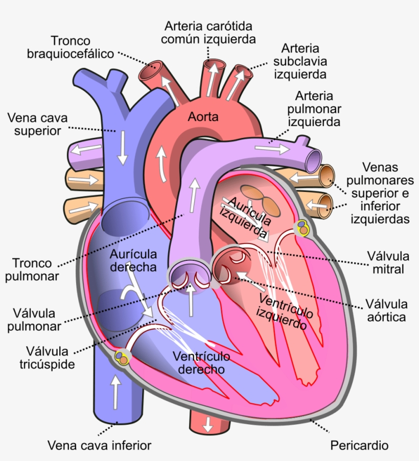 Detail Human Heart Images Free Download Nomer 7