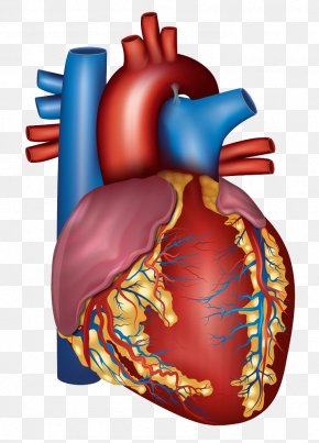 Detail Human Heart Images Free Download Nomer 8
