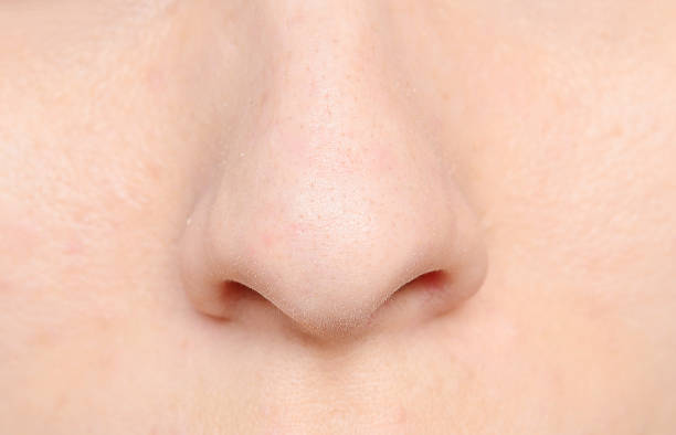 Detail Human Nose Images Nomer 2