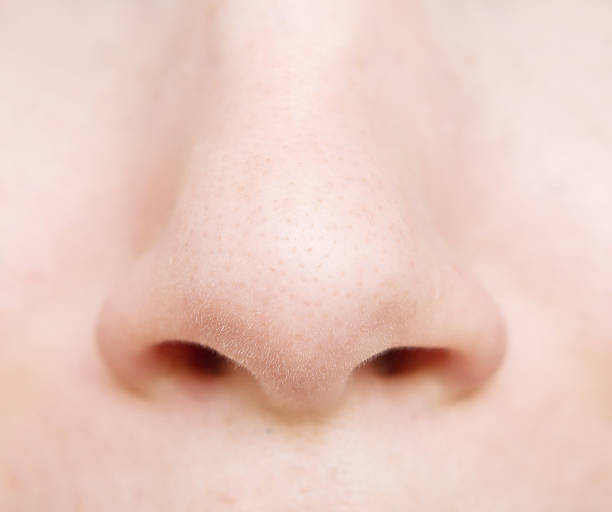 Detail Human Nose Picture Nomer 11
