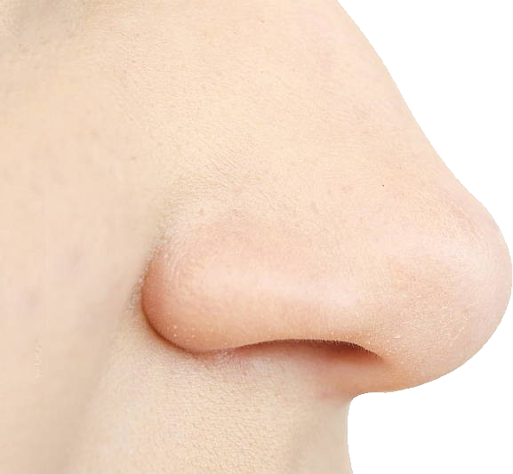 Detail Human Nose Picture Nomer 31