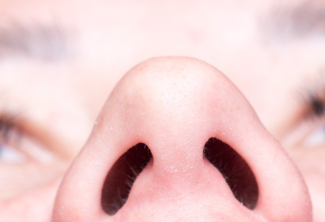 Detail Human Nose Picture Nomer 42