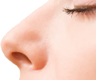 Detail Human Nose Png Nomer 15