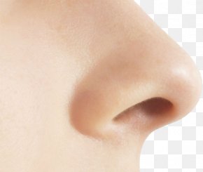 Detail Human Nose Png Nomer 18