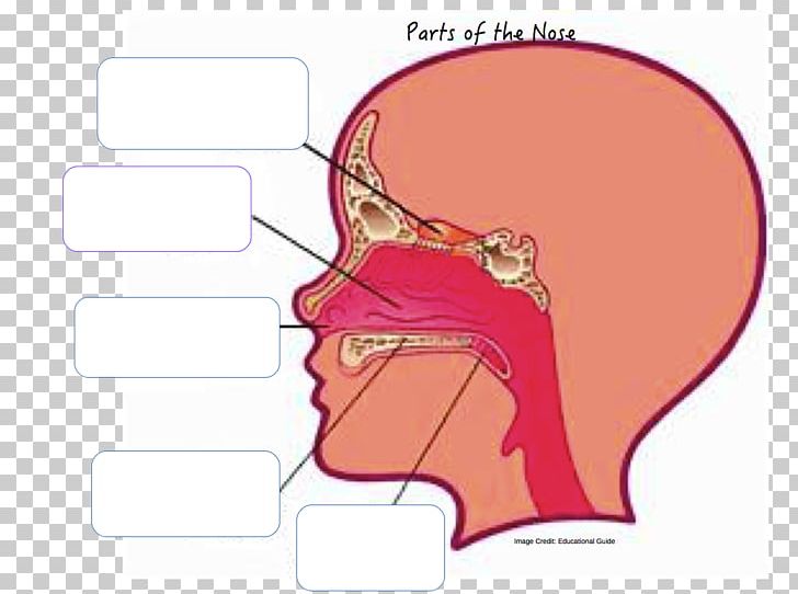 Detail Human Nose Png Nomer 39