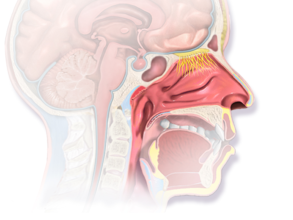 Detail Human Nose Png Nomer 52